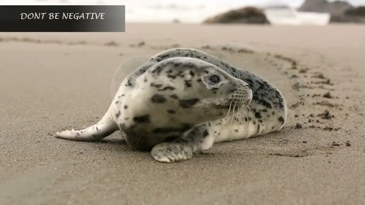 SEAL TALKS POSITIVE /RELAXING / CHILLING/WAVES IN BACKGROUND