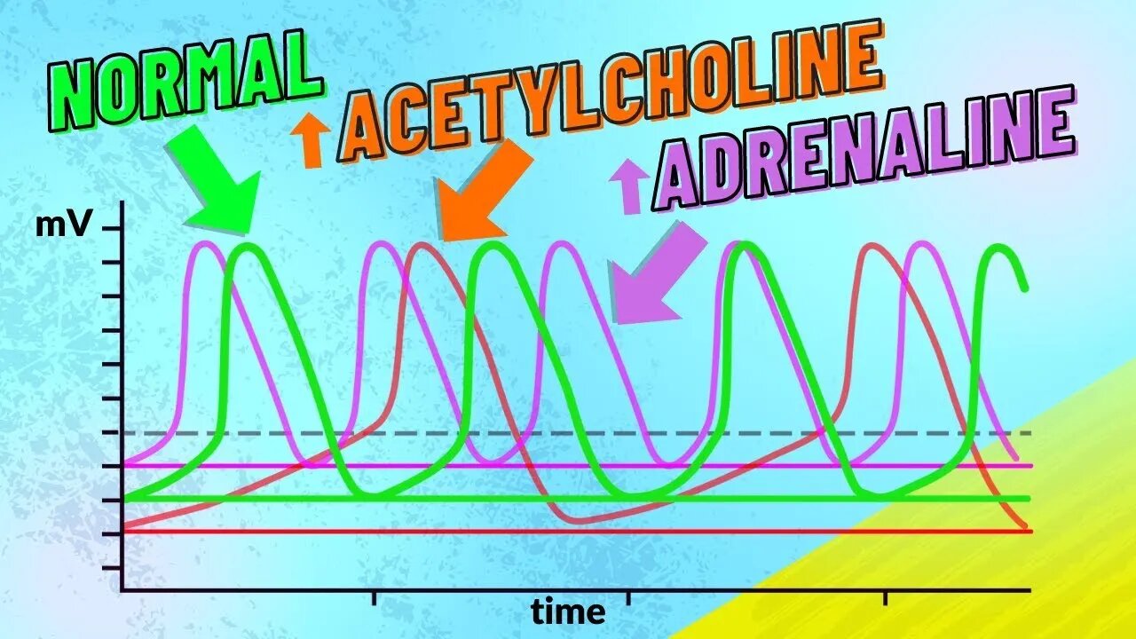 How Adrenaline and Acetylcholine Affect Heart Rate