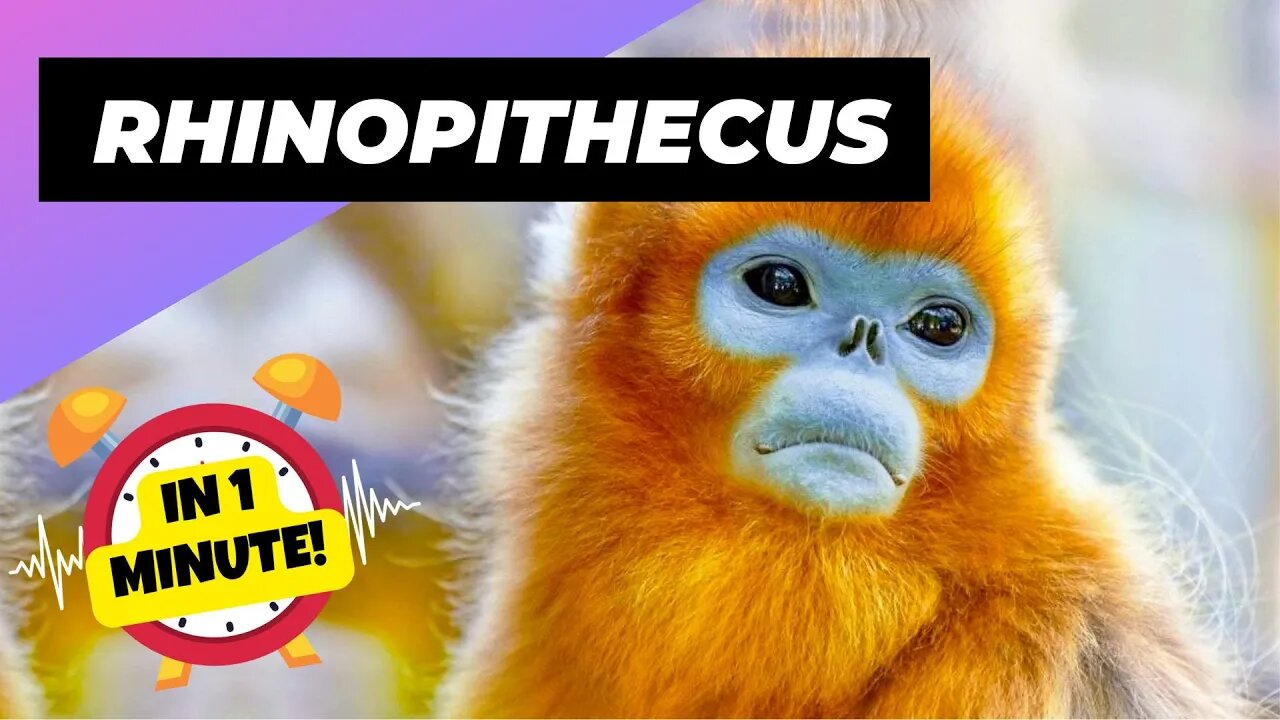 Rhinopithecus Roxellana - In 1 Minute! 🦤 One Unique Animal You Have Never Seen | 1 Minute Animals