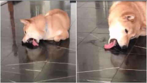 개가 있으면 누가 걸레가 필요겠어요?