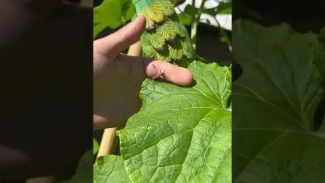 Ever Held a Bee? 🐝