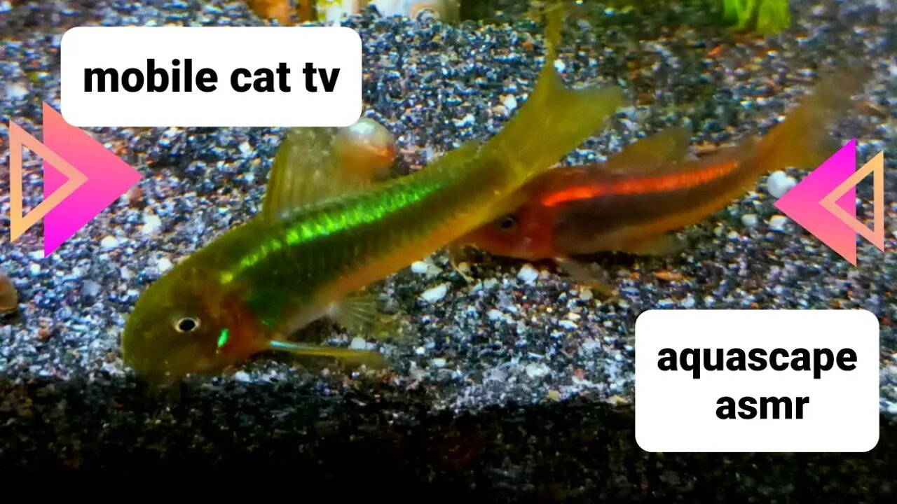 Feeling Purr-fectly Relaxed Watching This ASMR Mobile Cat TV Aquarium!🐠😍