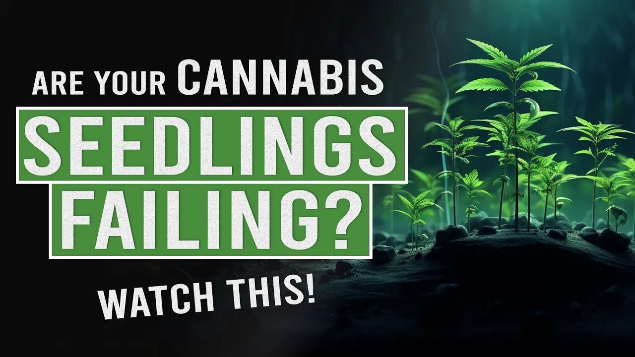 Cannabis Seedlings Failing? WATCH THIS!