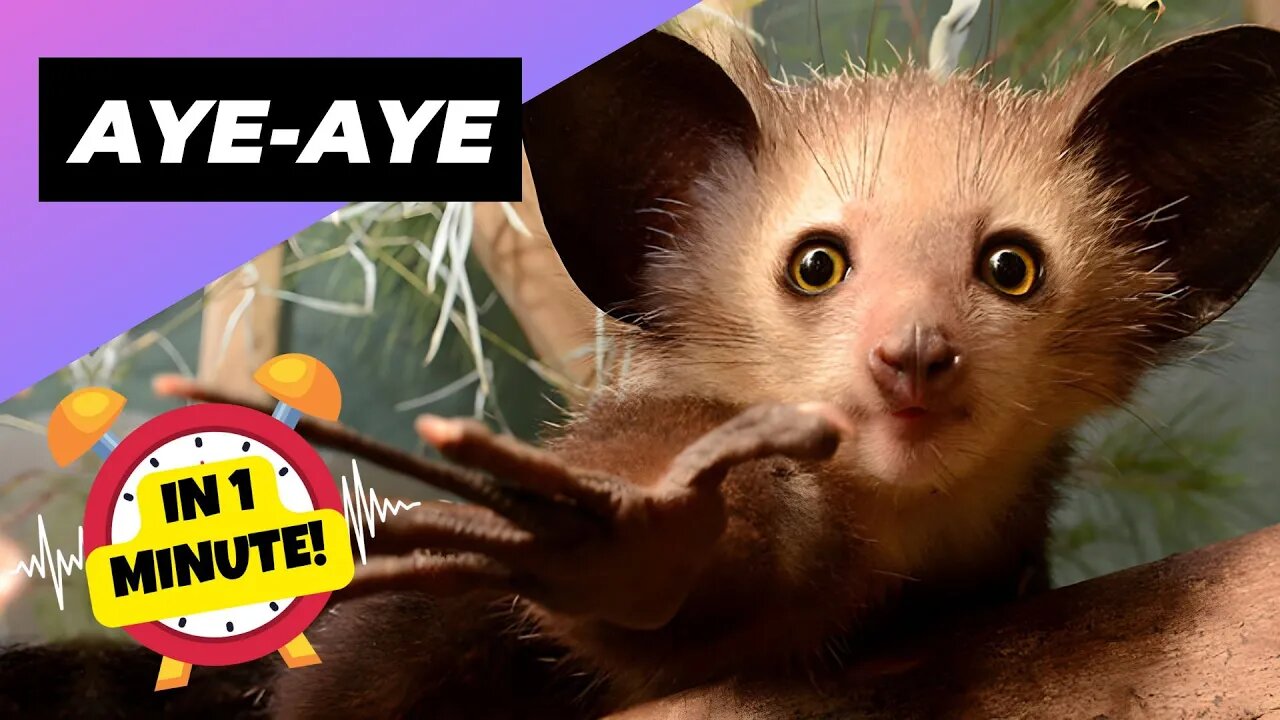 Aye-Aye - In 1 Minute! 🐒 One Of The Rarest Animals In The Wild | 1 Minute Animals