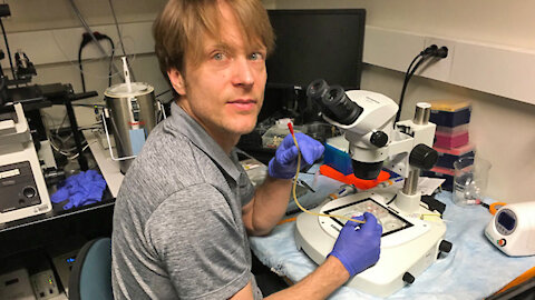 New U.S. Experiments Aim To Create Gene-Edited Human Embryos
