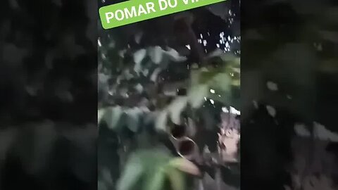 POMAR DO VINÃO