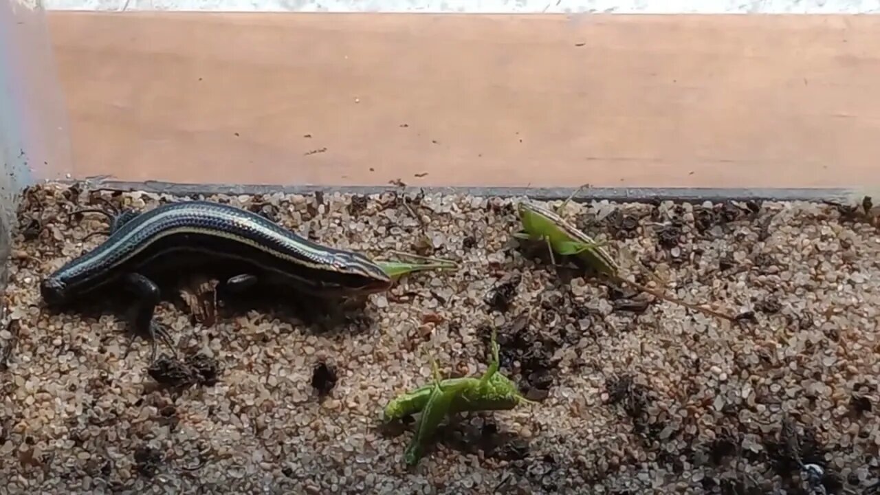 A SKINK CHEWING ON A MEADOW KATYDID (08/28/23) 🎶