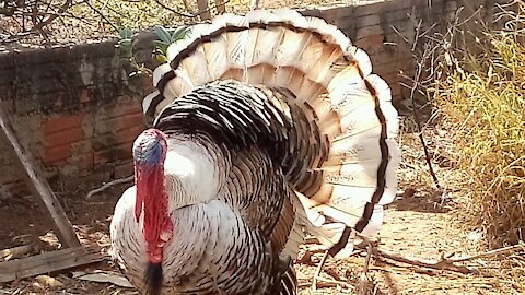 An exuberant animal!
