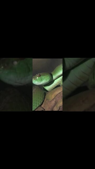 WILD ADVENTURES! Snakes , Crocodiles , Dragons , Tarantulas, Survival, fishing , hunting # more!