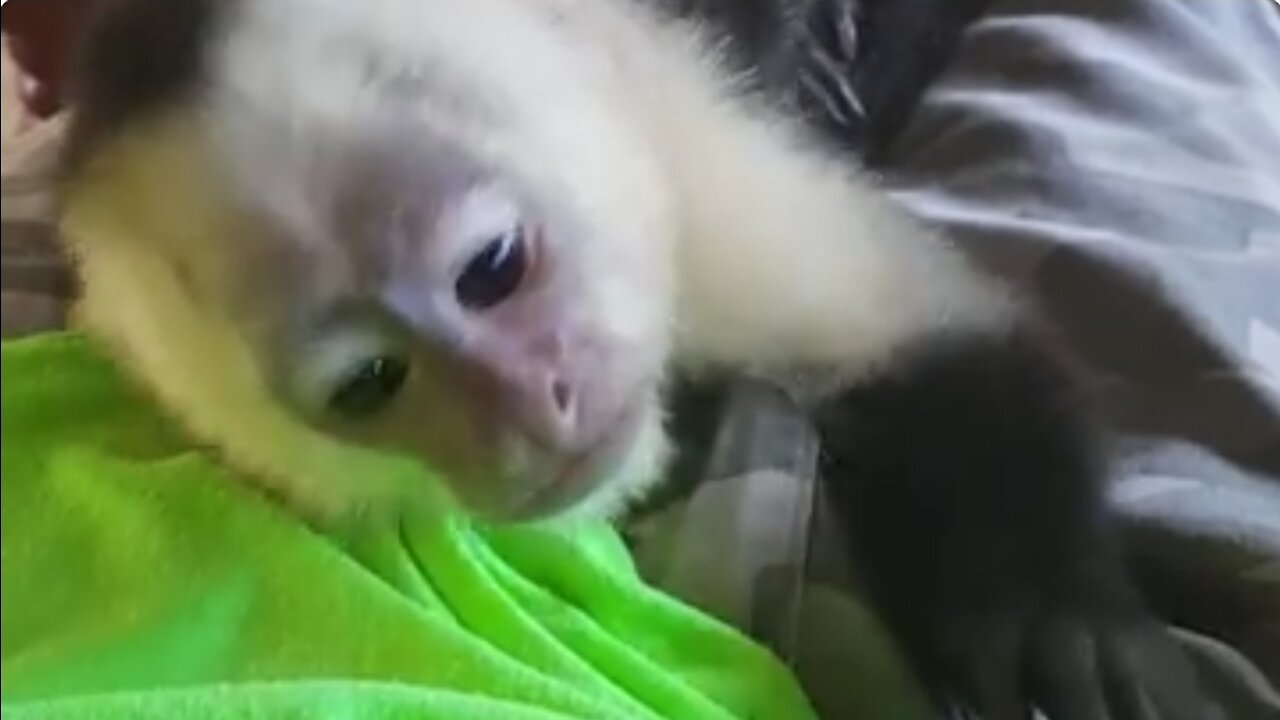 Chewy the Capuchin monkey