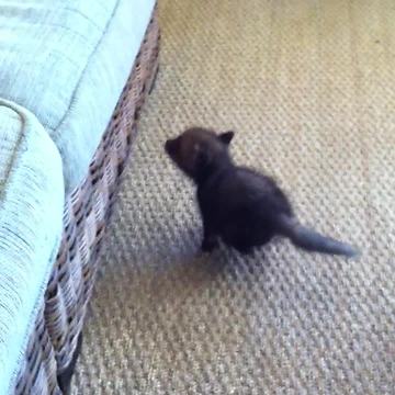 Determined baby fox can't quite jump onto couch yet