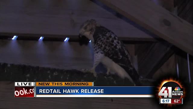 Rehabilitated hawk to be returned to Kansas City habitat