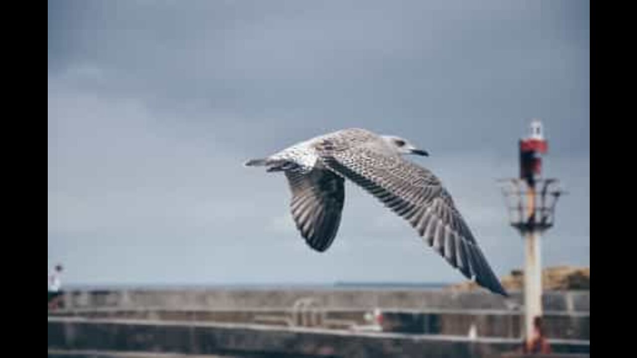 Gaivota continua voando após se chocar contra dois veículos