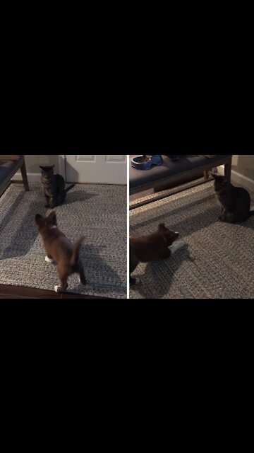 Farm Puppy Tries To Herd Cat With Predictable Results