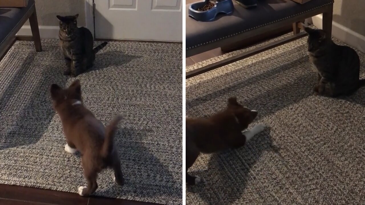 Farm Puppy Tries To Herd Cat With Predictable Results