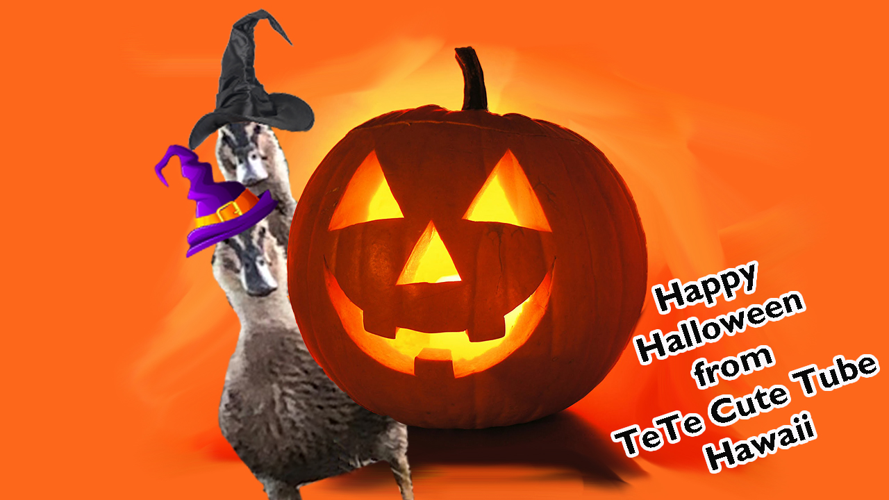 Halloween Ducks - TeTe Cute Tube - Hawaii