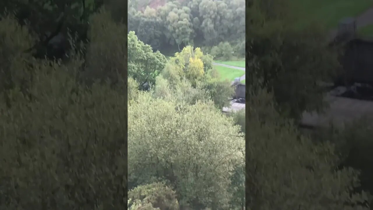 Dog walk