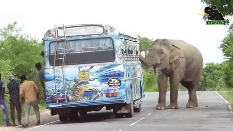 A severe elephant attack on a bus People fall down in fear 7