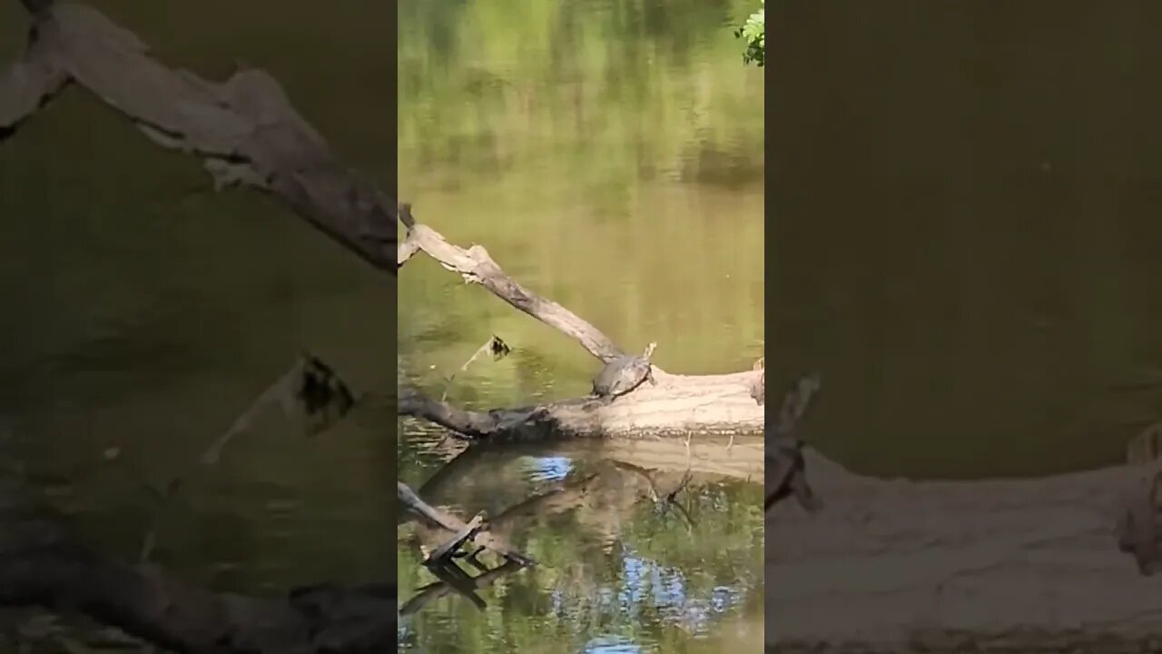 Wildlife around the Farm 🚜 series, Mud Turtle 🐢 at Mud Creek