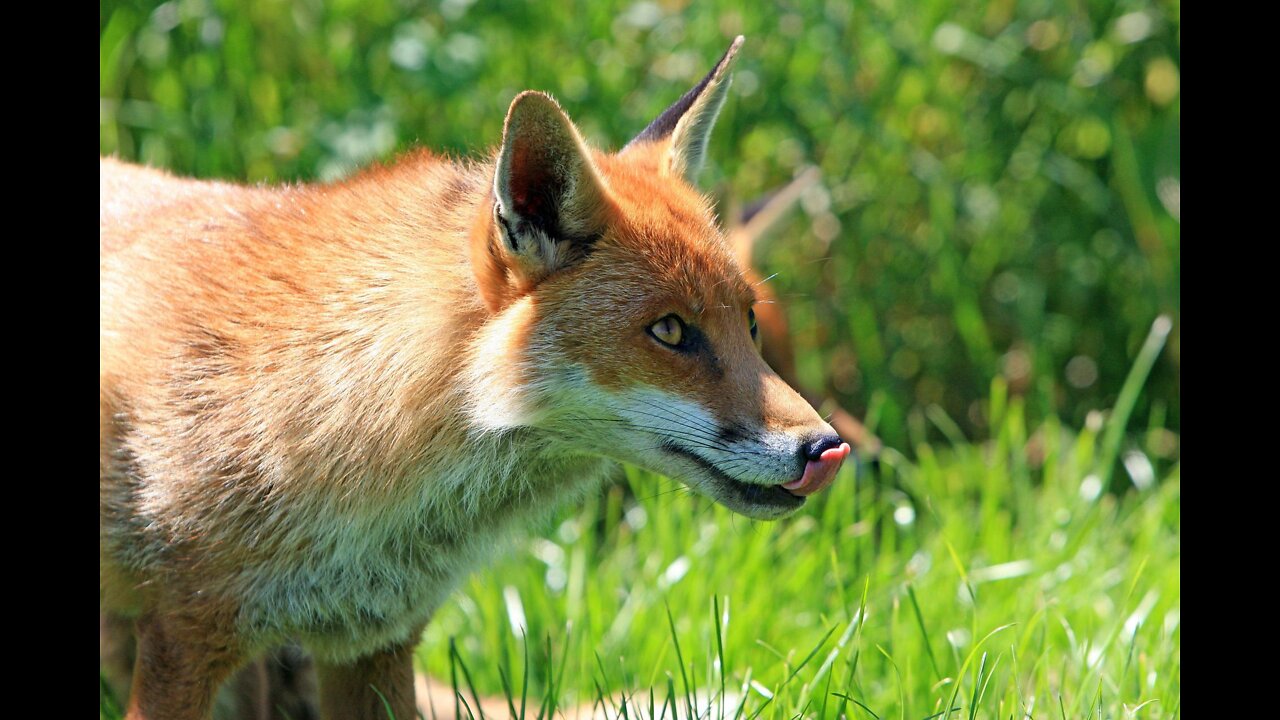 Life of the Italian Animal // The World You've Never Seen