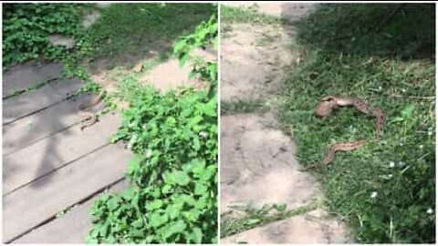Serpente caccia le rane in un cortile