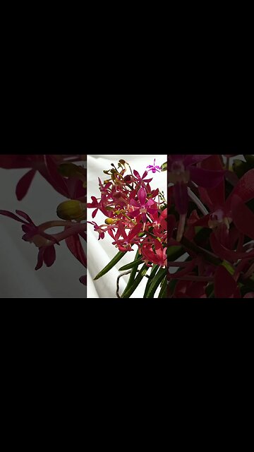 😍🥳9 SPIKES! 🙆🏼‍♀️🥹 Miniature Vanda with HUGE Fragrance #ninjaorchids #shorts