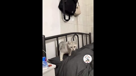 LOL, Crazy Funny Cats Moment Latest 😂