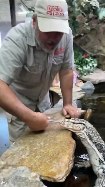 Mr Kipling Jr doesn’t mind showing off that long tongue 👅