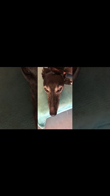 Cute disabled greyhound eyes