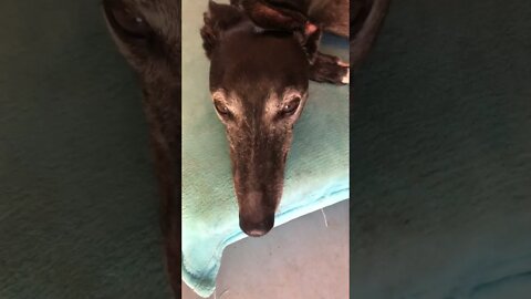 Cute disabled greyhound eyes