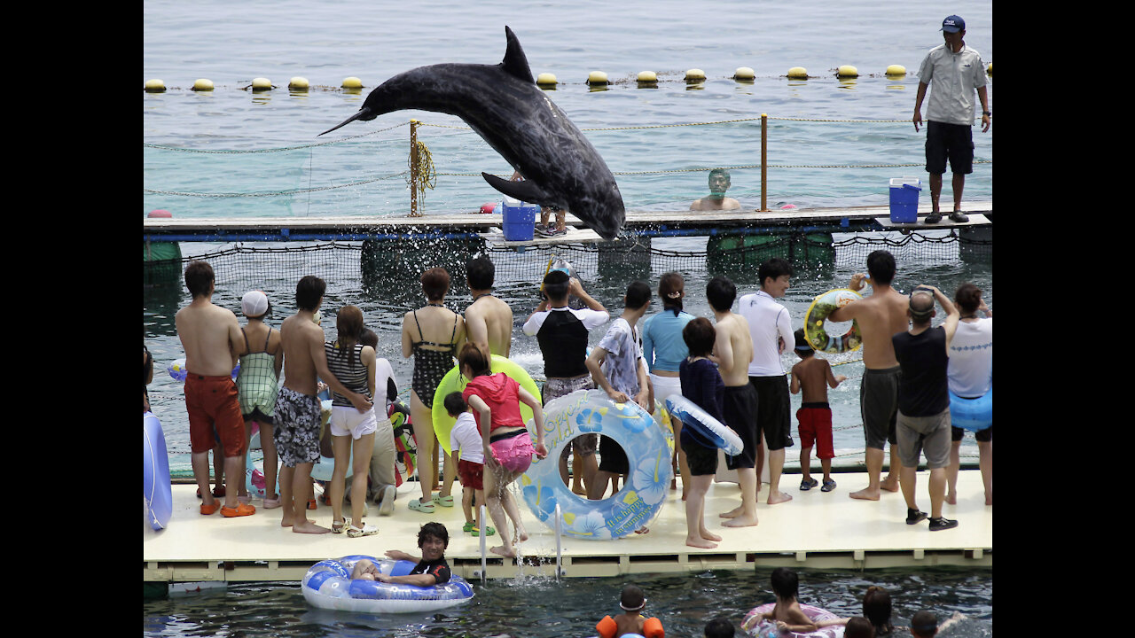 Best Dolphine Video | Hilarious aquarium fails | Dolphine Attack Video |