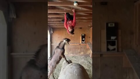 #animals #goat #funnyanimalvideos #shorts - Link in description