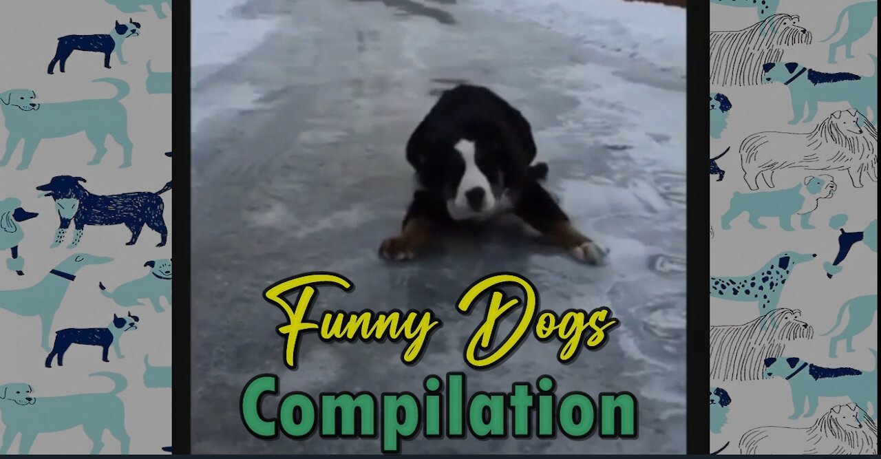 Funny Dogs Compilation 1 | Try stopping your Laugh Challenge