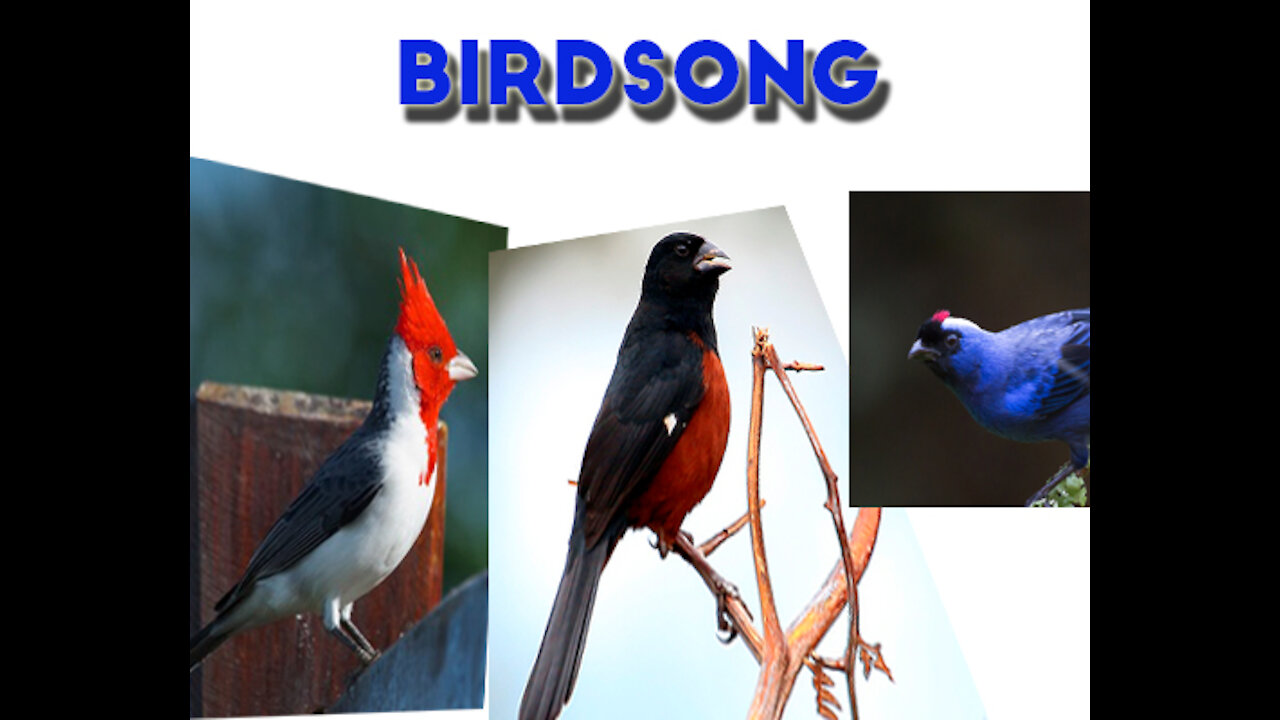 Birdsong Amazônia