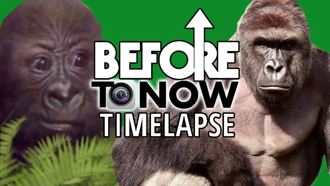 HARAMBE - Before To Now TIME LAPSE