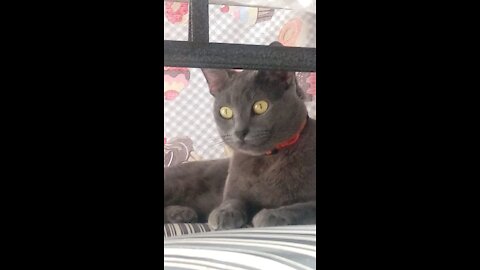 Minha gata fala
