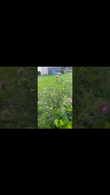 Big Pharma Don't Like This