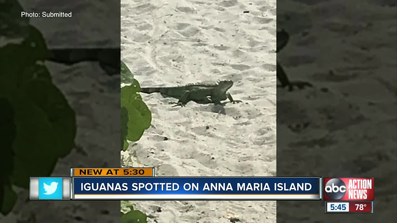 Green iguanas spotted on Anna Maria Island