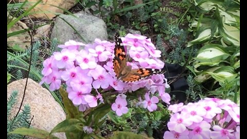 Expression Of Love Pink Phlox August 2022