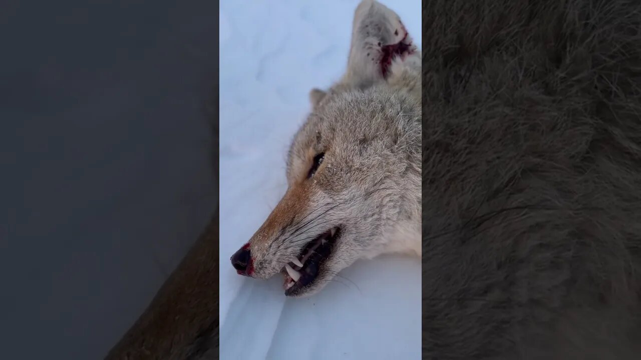 Coyote Down | BMR .22lr& Blackhound Evolve@BergaraOfficial