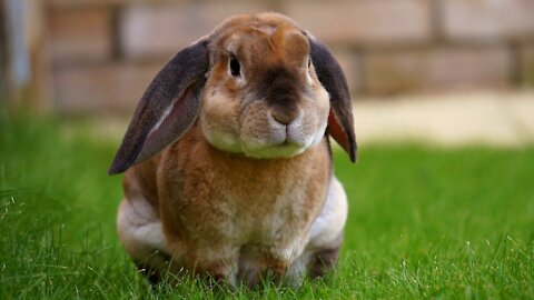 Fluffy cute bunnies