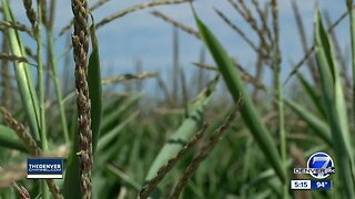 USDA researchers in Greeley are using technology to maximize water use for farmers