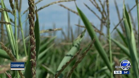 USDA researchers in Greeley are using technology to maximize water use for farmers
