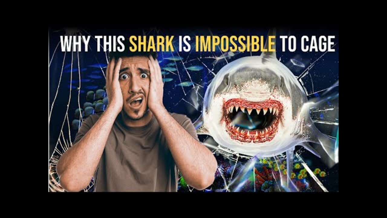 Why This Shark Is Impossible To Cage
