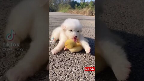 Cute puppy and duckling #shorts #cute #viral #tiktok