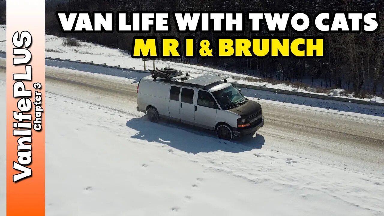 Vanlife with Two Cats - MRI, Brunch & Practice