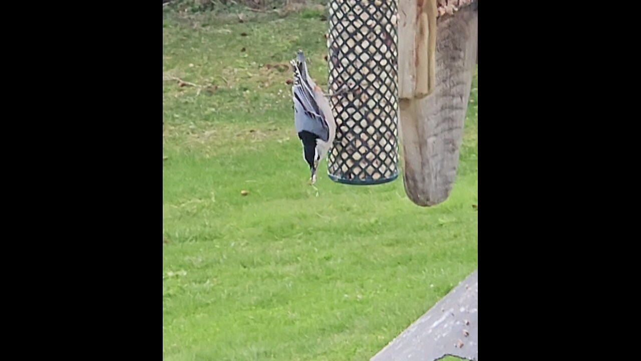 White Breasted Nuthatch