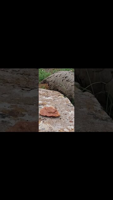 Pangolin Seen Today!!! #Shorts #shortsafrica