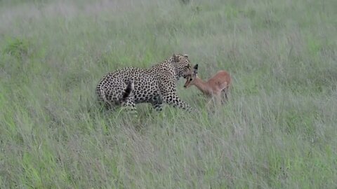 Incredible footage of leopard behaviour during impala kill - Sabi Sand Game Reserve, South69 10