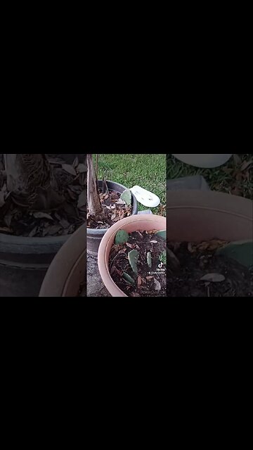 STARTING SURVIVAL GARDEN #selfsustainable